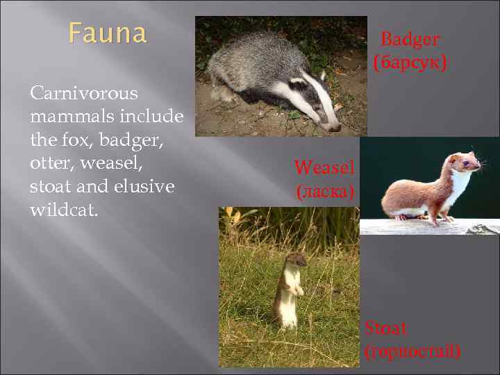 Fauna Carnivorous mammals include the fox, badger, otter, weasel, stoat and elusive wildcat. Badger