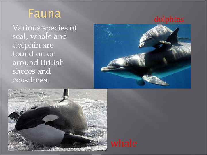 Fauna dolphins Various species of seal, whale and dolphin are found on or around