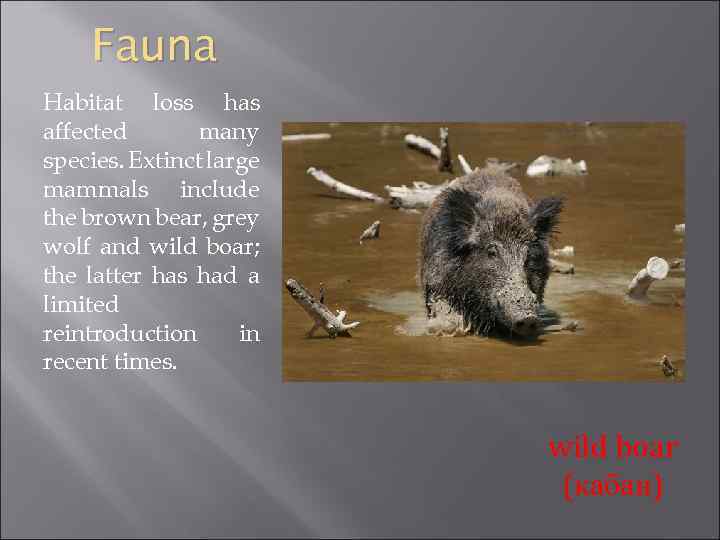 Fauna Habitat loss has affected many species. Extinct large mammals include the brown bear,