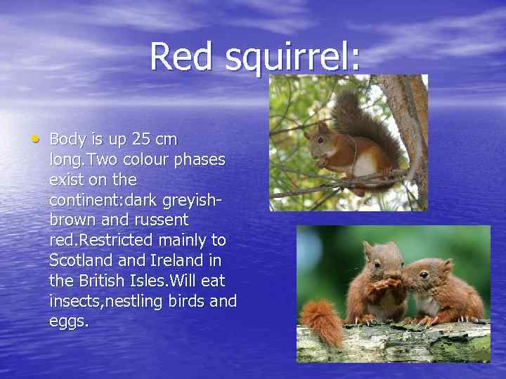 Red squirrel: • Body is up 25 cm long. Two colour phases exist on