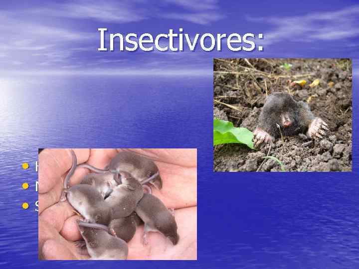 Insectivores: • Hedgehogs • Moles (кроты) • Shrews (землеройки) 