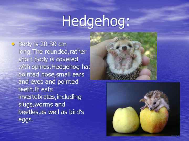 Hedgehog: • Body is 20 -30 cm long. The rounded, rather short body is