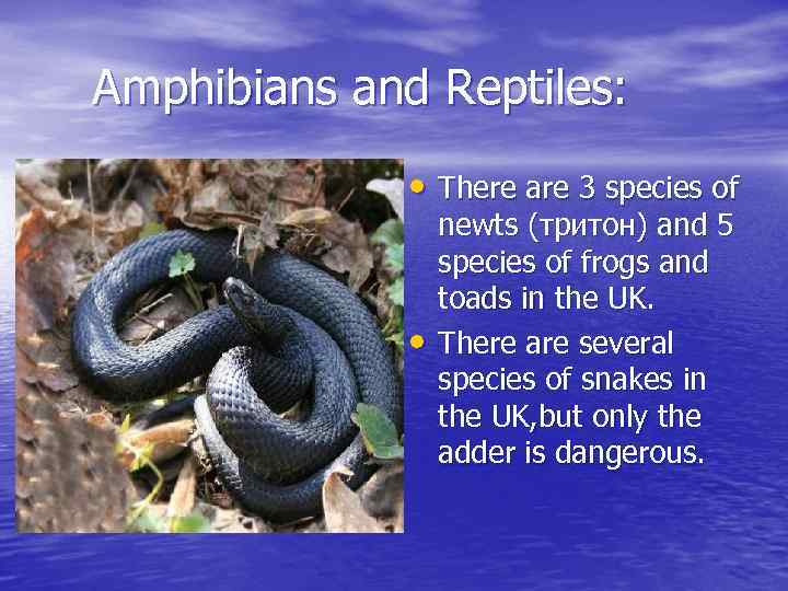 Amphibians and Reptiles: • There are 3 species of • newts (тритон) and 5