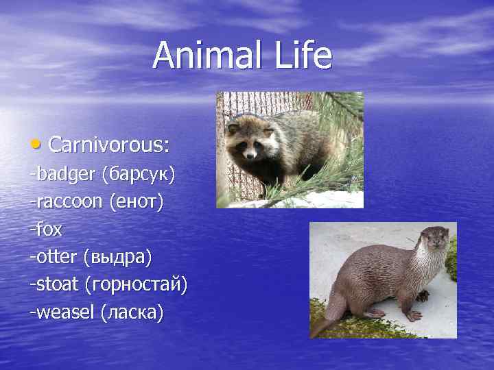 Animal Life • Carnivorous: -badger (барсук) -raccoon (енот) -fox -otter (выдра) -stoat (горностай) -weasel