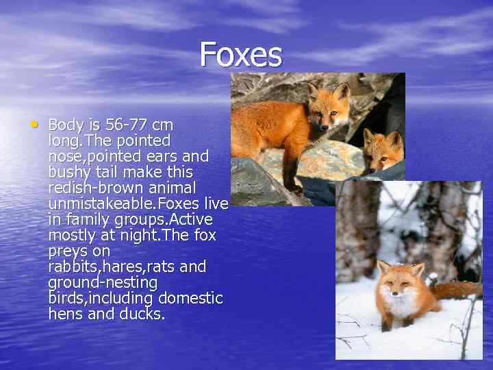 Foxes • Body is 56 -77 cm long. The pointed nose, pointed ears and