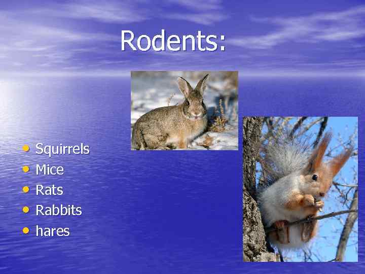 Rodents: • Squirrels • Mice • Rats • Rabbits • hares 