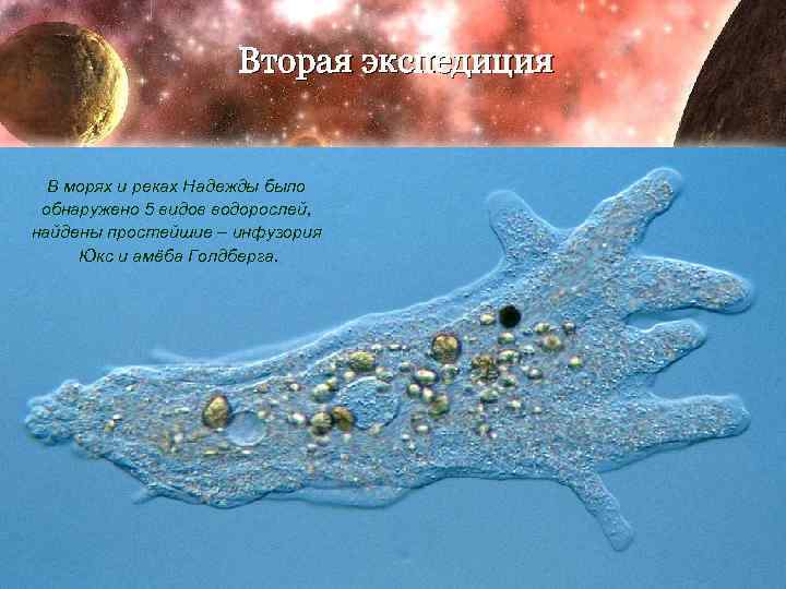 Вторая экспедиция В морях и реках Надежды было обнаружено 5 видов водорослей, найдены простейшие