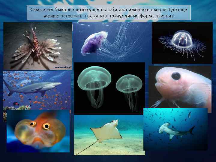 Обитатели океана конспект. Живые существа обитающие в океане. Представители глубоководного сообщества. Глубоководные формы жизни. Сообщение о глубоководных обитателях.