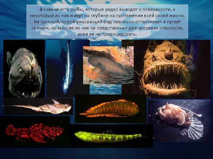 Для жизни на больших глубинах. Глубоководные рыбы. Рыбы на глубине океана. Обитатели глубин моря. Глубоководное сообщество обитатели.