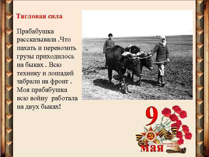 Тягловая сила Прабабушка рассказывала. Что пахать и перевозить грузы приходилось на быках. Всю технику