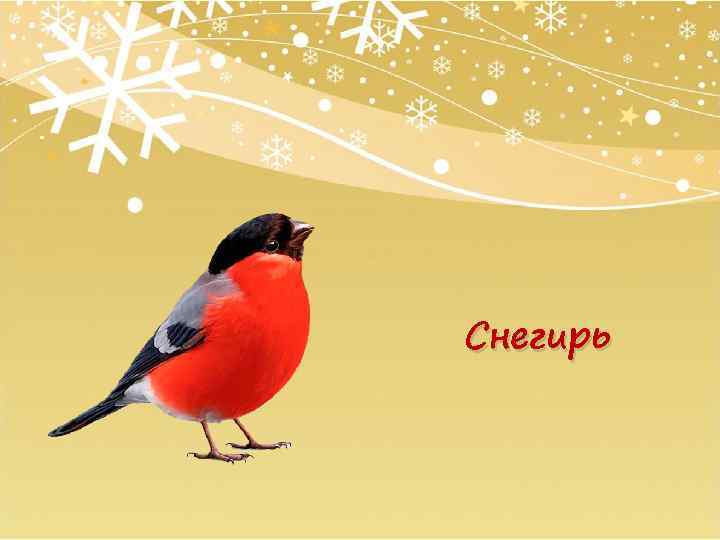 Снегирь 