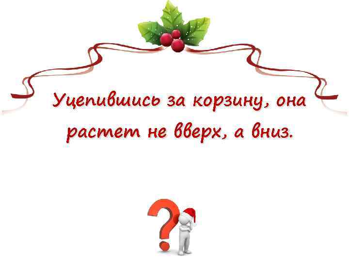 Уцепившись за корзину, она растет не вверх, а вниз. 