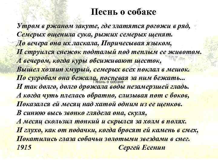 Песнь о собаке Утром в ржаном закуте, где златятся рогожи в ряд, Семерых ощенила