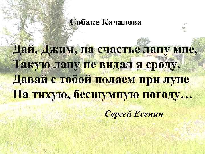 Собаке Качалова Дай, Джим, на счастье лапу мне, Такую лапу не видал я сроду.