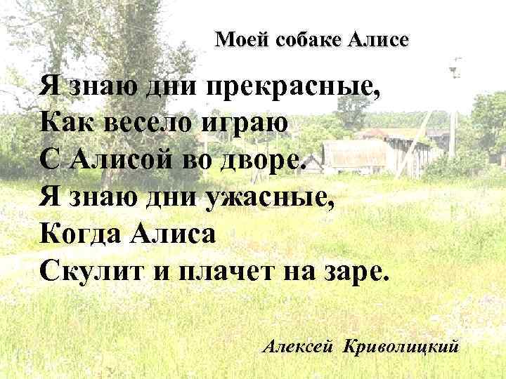 Моей собаке Алисе Я знаю дни прекрасные, Как весело играю С Алисой во дворе.