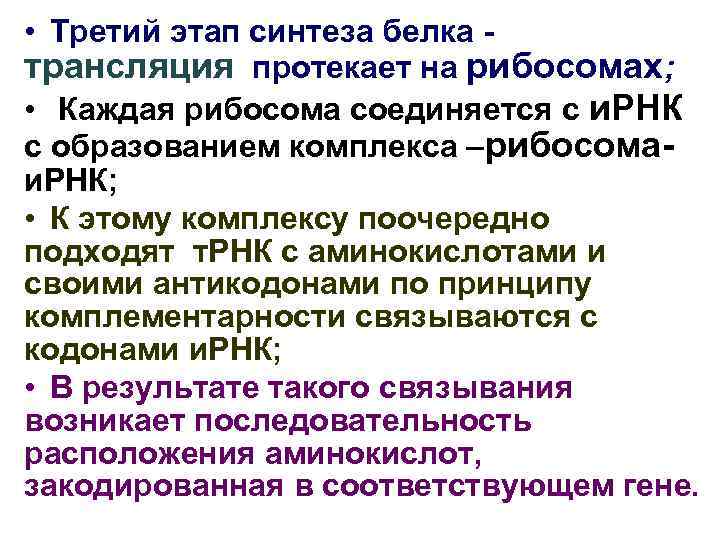  • Третий этап синтеза белка трансляция протекает на рибосомах; • Каждая рибосома соединяется