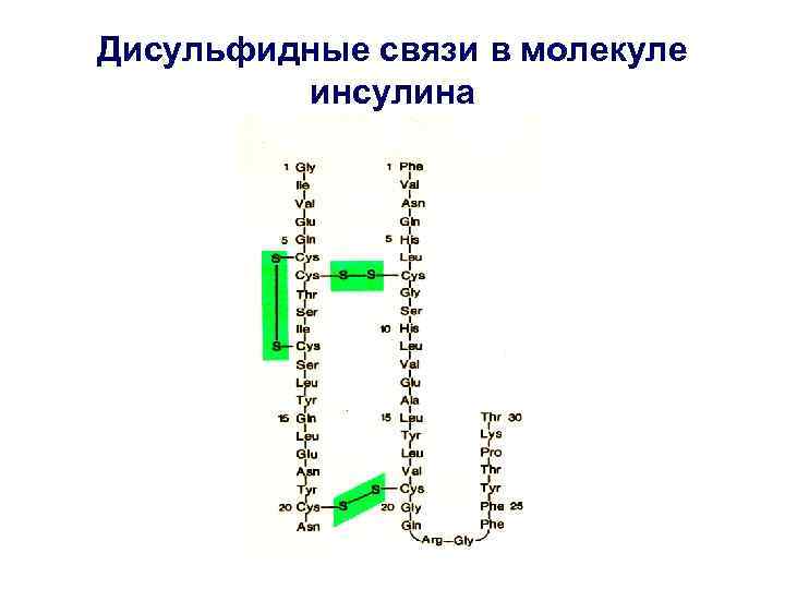 Дисульфидные связи в молекуле инсулина 