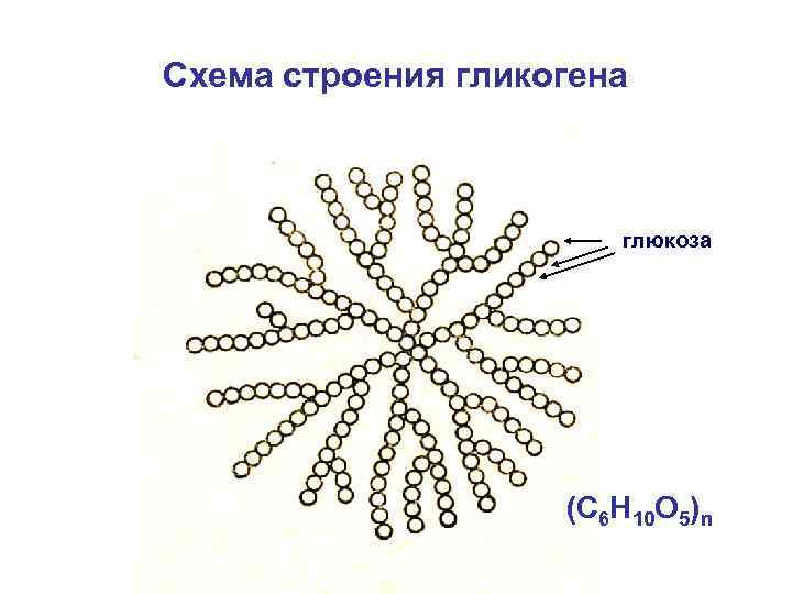 Схема строения гликогена глюкоза (C 6 Н 10 О 5)n 