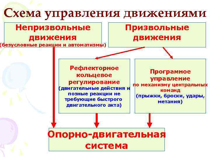 Физиология движений презентация