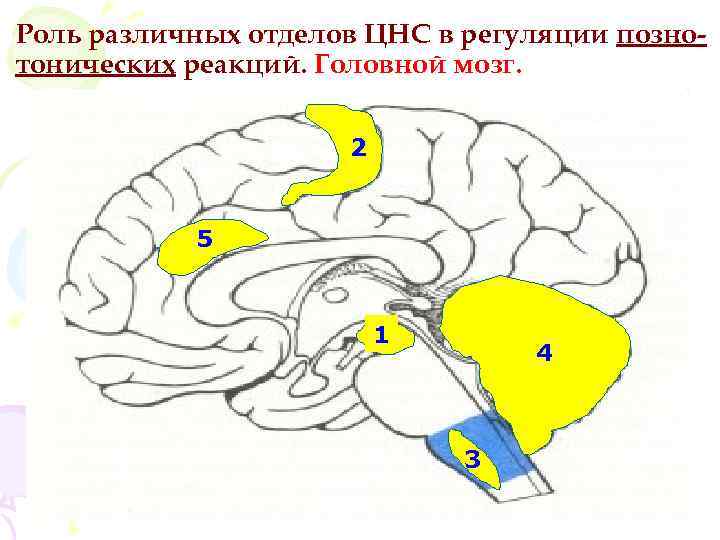 Роль различных отделов ЦНС в регуляции познотонических реакций. Головной мозг. 2 5 1 4