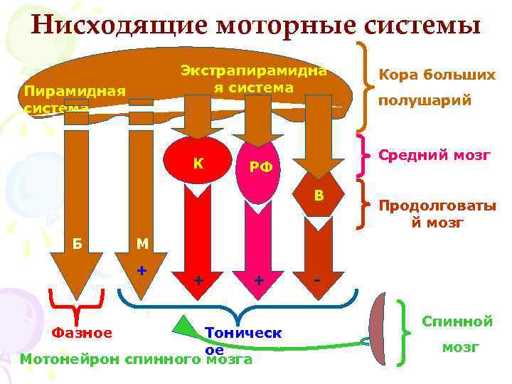 Нисходящие моторные системы Экстрапирамидна я система Пирамидная система К РФ Продолговаты й мозг М