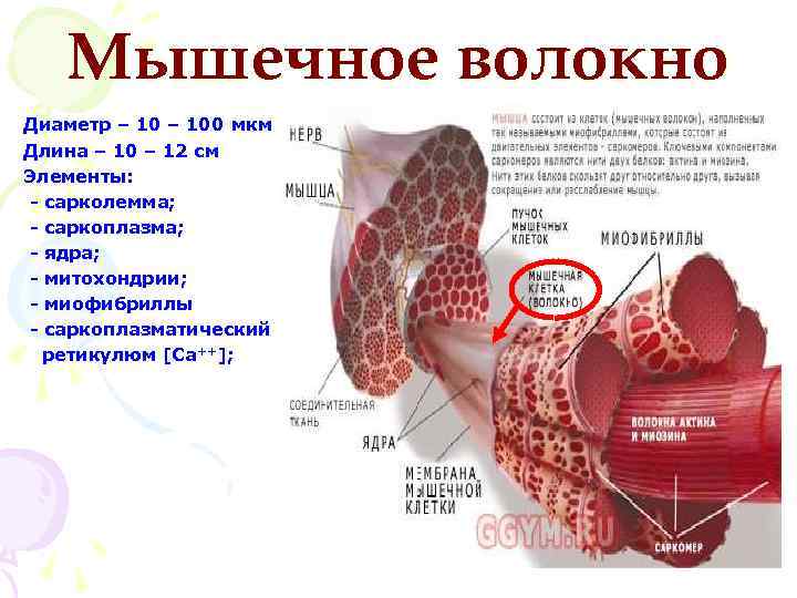 Саркоплазма