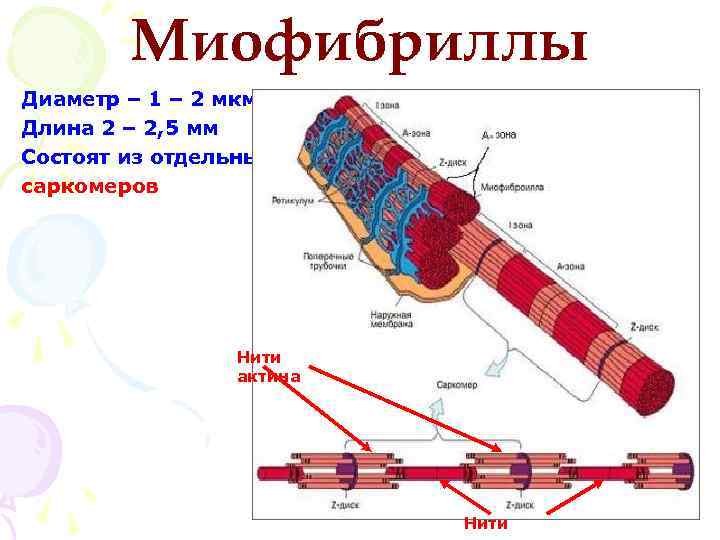 Миофибриллы Диаметр – 1 – 2 мкм Длина 2 – 2, 5 мм Состоят