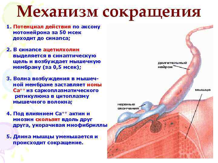 Механизм сокращения 1. Потенциал действия по аксону мотонейрона за 50 мсек доходит до синапса;
