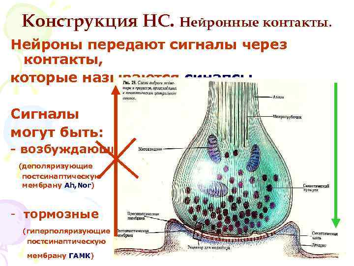 Синапс постсинаптическая мембрана