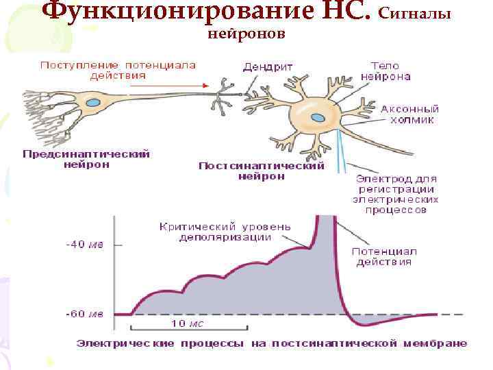 Функционирование НС. Сигналы нейронов 