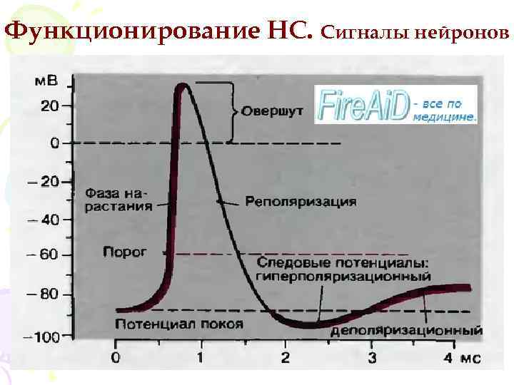 Функционирование НС. Сигналы нейронов 