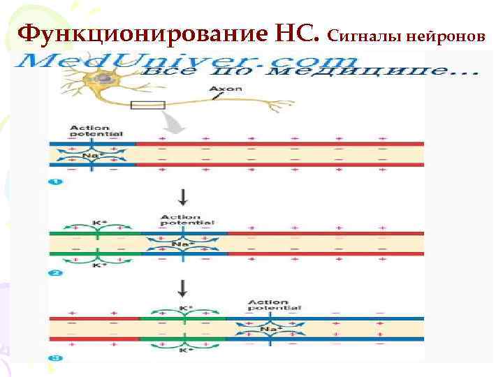 Функционирование НС. Сигналы нейронов 