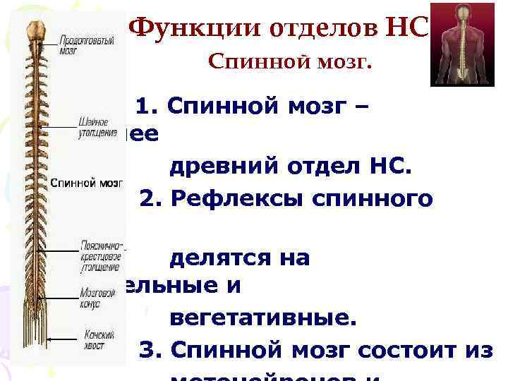 Заполните таблицу функции спинного мозга. Отделы спинного мозга.