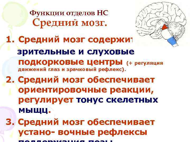 Рефлексы головного мозга является. Функции нервных центров среднего мозга. Вегетативные центры среднего мозга. Функции и рефлексы среднего мозга. Ориентировочные слуховые рефлексы отдел мозга.