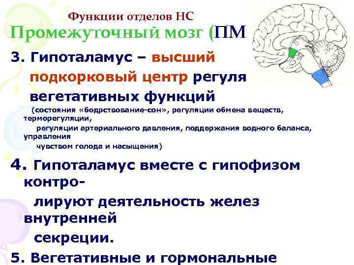 Функции отделов НС Промежуточный мозг (ПМ) 3. Гипоталамус – высший подкорковый центр регуляции вегетативных