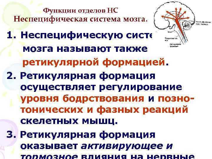 Функции отделов НС Неспецифическая система мозга. 1. Неспецифическую систему мозга называют также ретикулярной формацией.