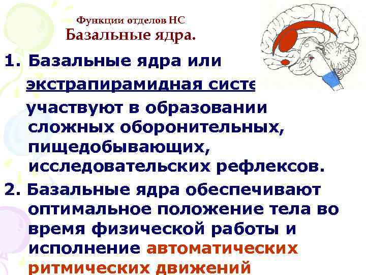 Функции отделов НС Базальные ядра. 1. Базальные ядра или экстрапирамидная система участвуют в образовании