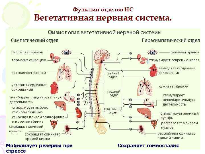 Функции отделов НС Вегетативная нервная система. Мобилизует резервы при стрессе Сохраняет гомеостазис 