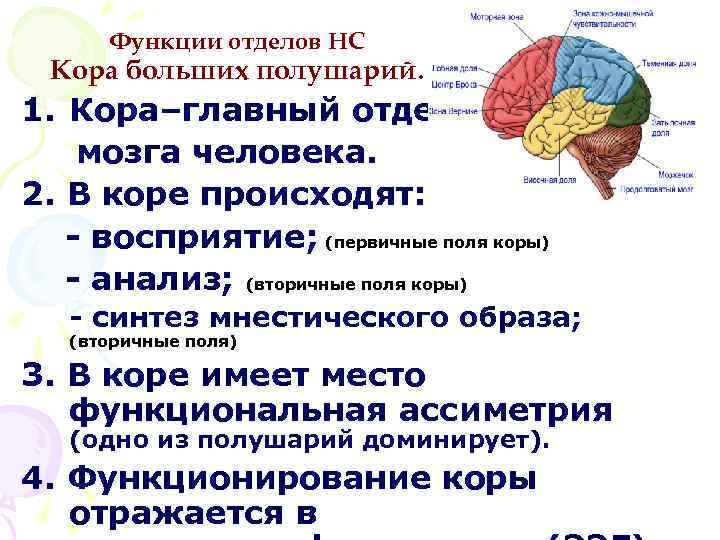 Указать функции отделов мозга