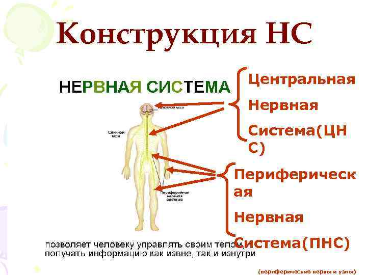 Конструкция НС Центральная Нервная Система(ЦН С) Периферическ ая Нервная Система(ПНС) (периферические нервы и узлы)