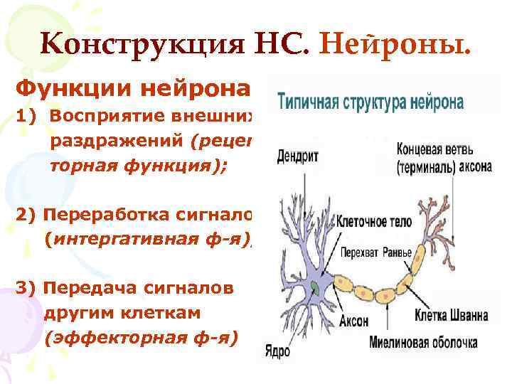 Функции нервной клетки животного