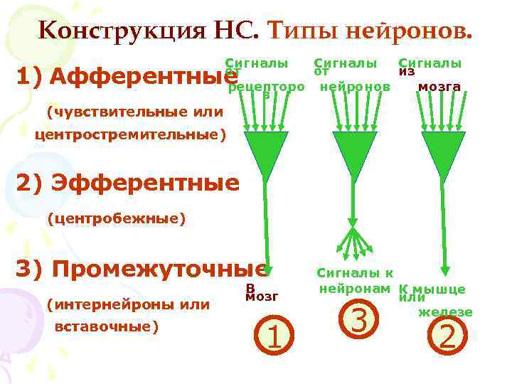 Конструкция НС. Типы нейронов. Сигналы от от из рецепторо нейронов мозга в 1) Афферентные