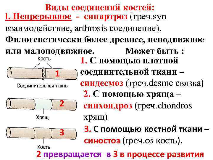 Составьте схему иллюстрирующую виды соединений костей