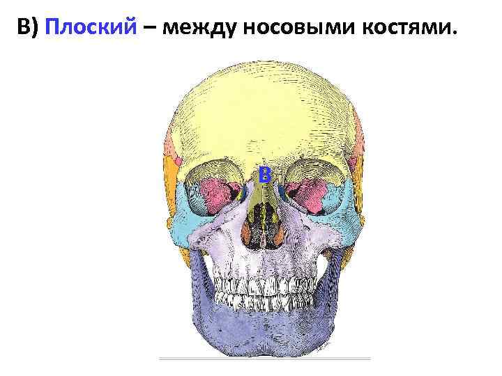 Кости первых текст. Шов между носовыми костями. Какие виды синартрозов представлены на рисунках.