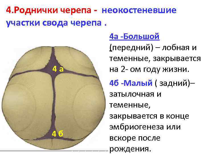 Роднички черепа. Роднички соединения костей. Соединение костей свода черепа. Родничок вид соединения.