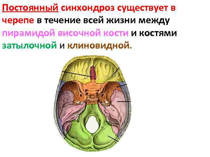 Постоянный синхондроз существует в черепе в течение всей жизни между пирамидой височной кости и