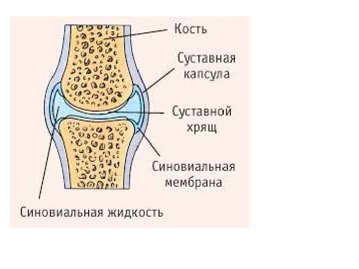 Составьте схему иллюстрирующую виды соединений костей