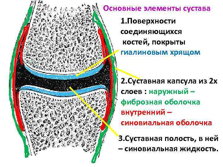 Основные элементы сустава