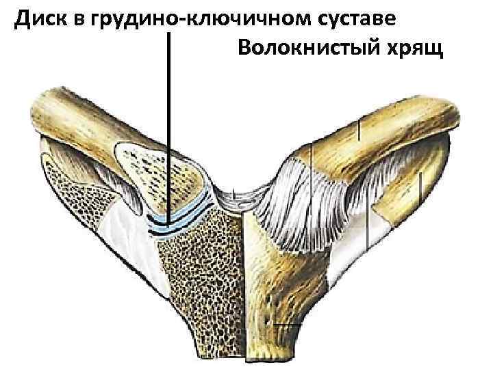 Волокнистый хрящ рисунок