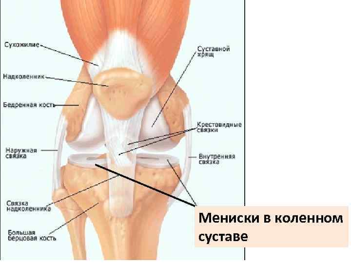 Мениски в коленном суставе 